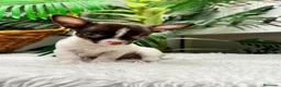 Chihuahua perros en venta: 🐾 CHIHUAHUA MACHO BICOLOR CHOCOLATE Y BLANCO 🐾 - Anuncio 11