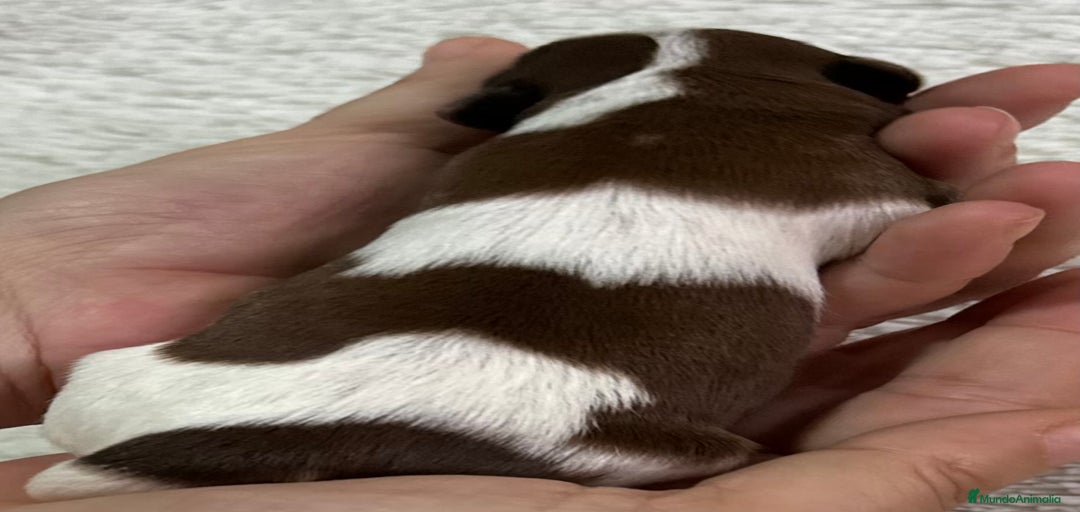 Imagen de galería {{count}}