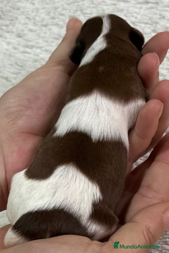 Imagen de galería {{count}}