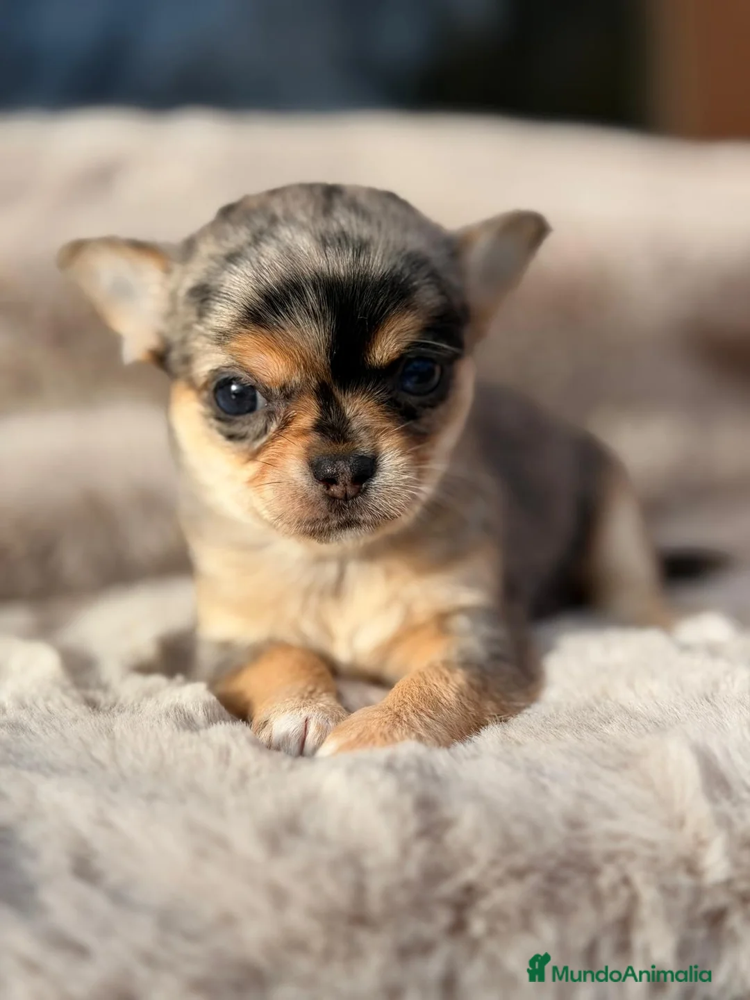 Chihuahua perros en venta: CHIHUAHUA MERLÉ  - Anuncio 8