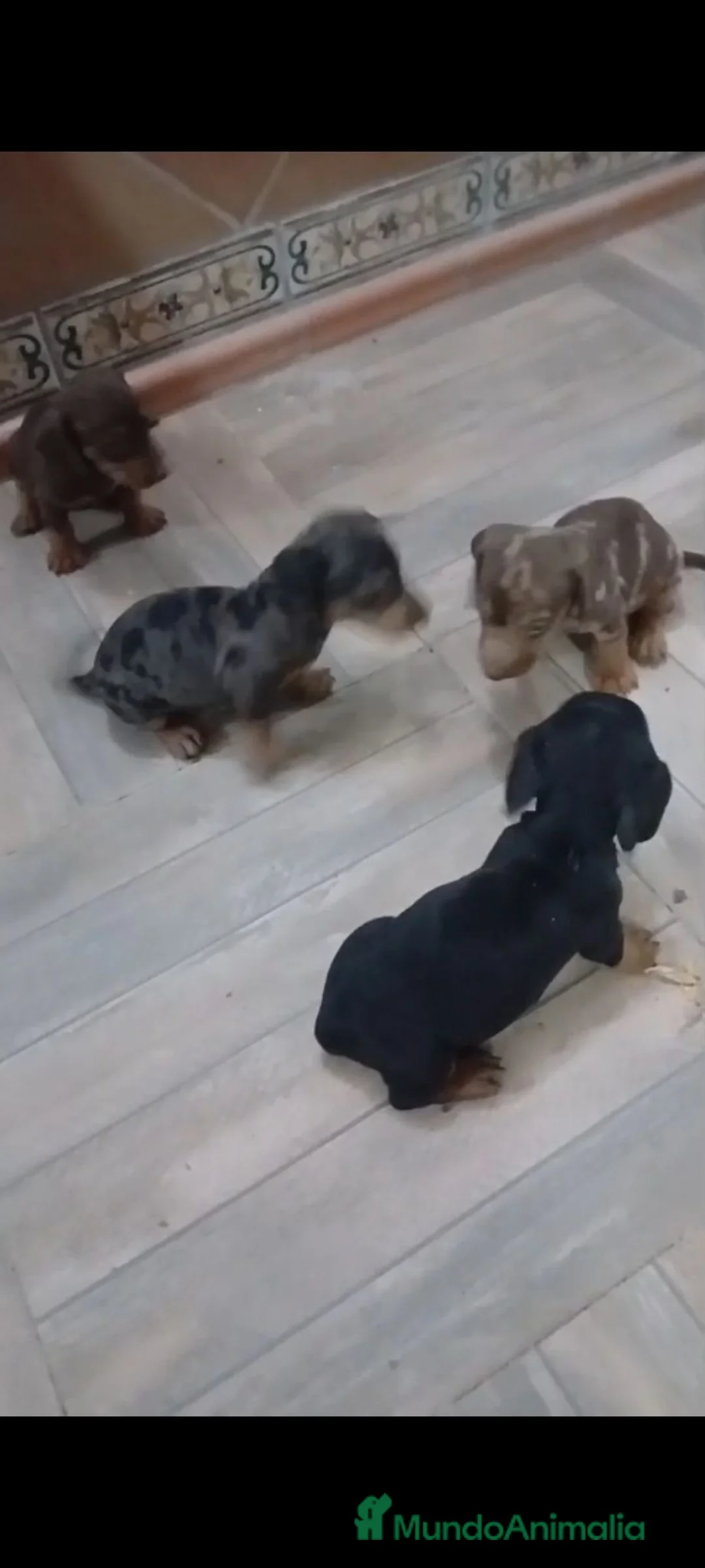 Teckel Miniatura perros en venta: Teckel kanichen  - Anuncio 2