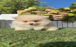 Pomerania perros en venta: POMERANIA MACHO - Imagen 18