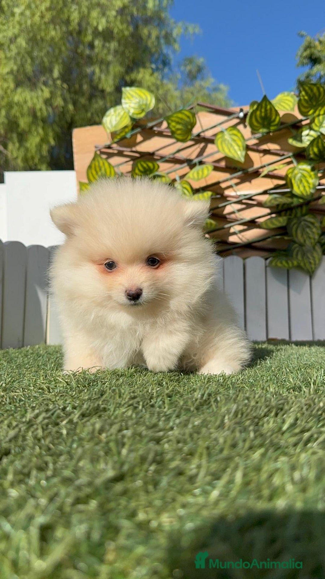 Pomerania perros en venta: POMERANIA MACHO - Imagen 18