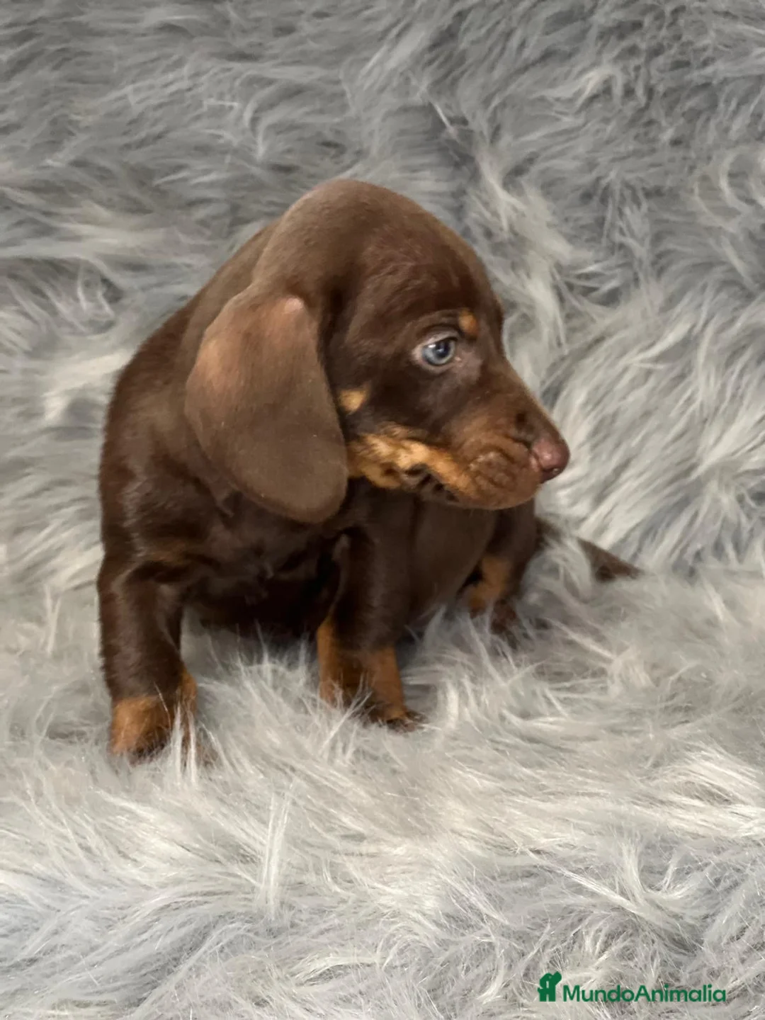 Teckel Miniatura perros en venta: TECKEL CHOCOLATE MINIATURA DISPONIBLE en Barcelona - Anuncio 3