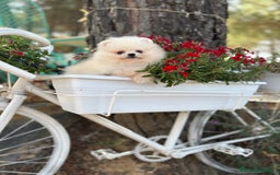 Pomerania perros en venta: Pomerania Hembra busca famila !!!!  - Imagen 5
