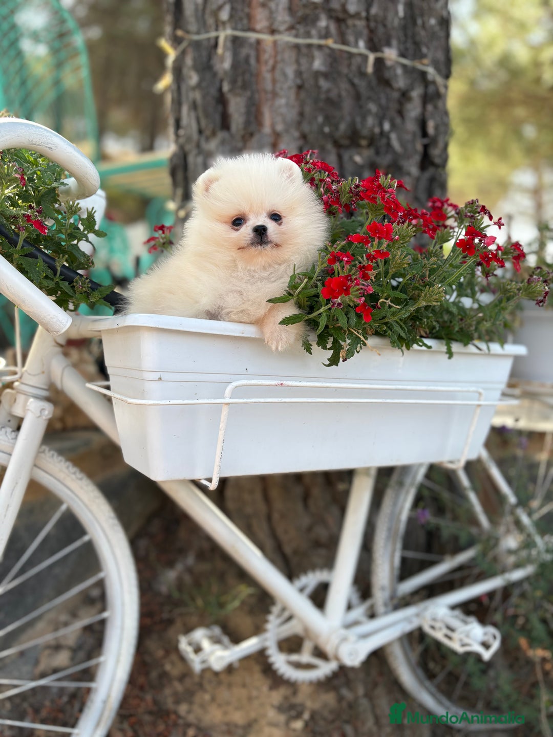 Pomerania perros en venta: Pomerania Hembra busca famila !!!!  - Imagen 5