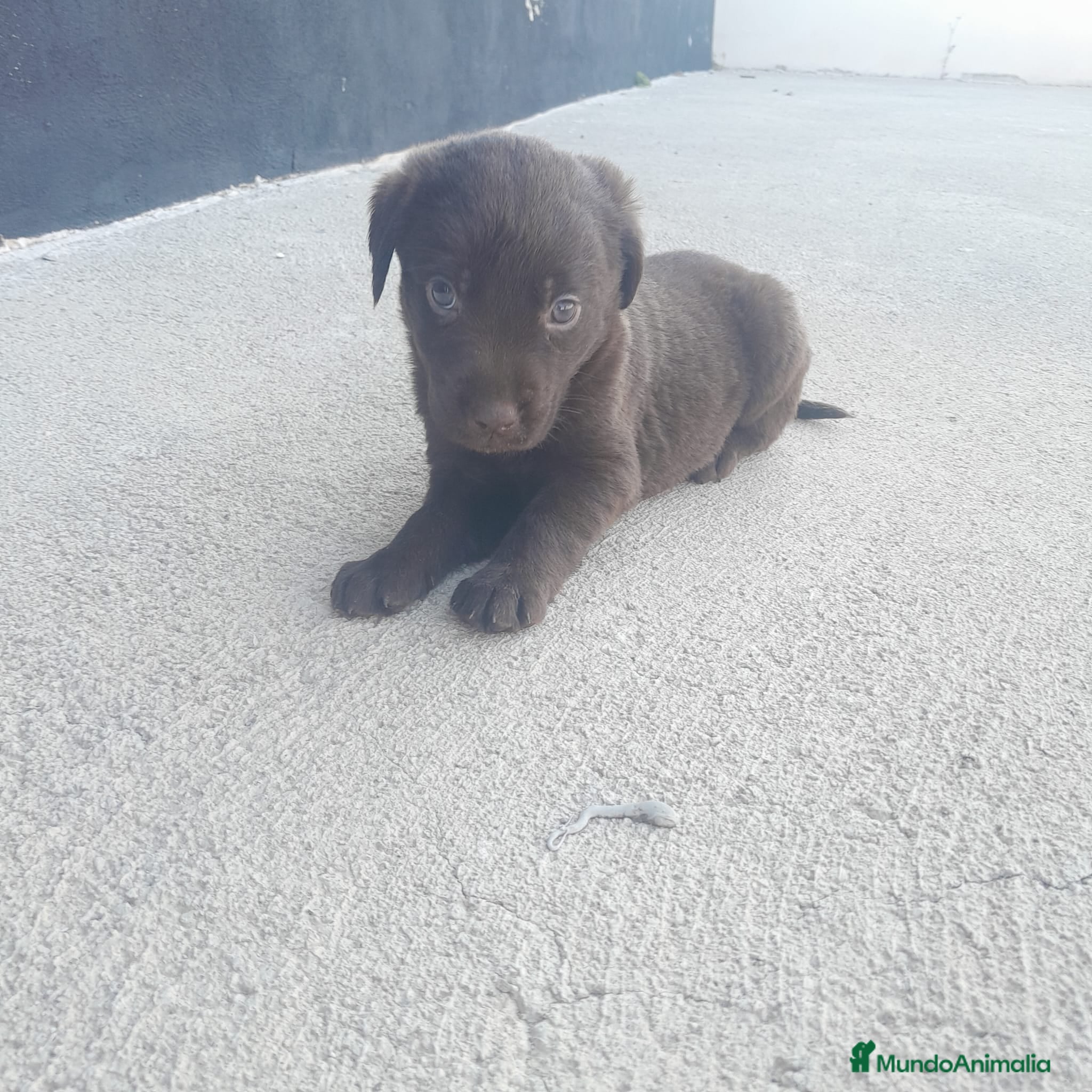 Labrador Retriever perros LABRADOR - Anuncio 2