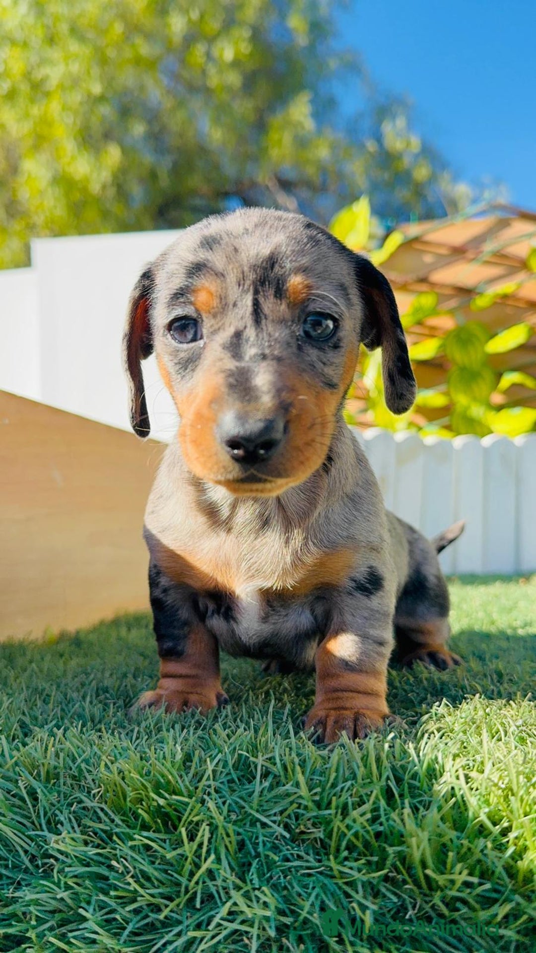 Teckel Miniatura perros en venta: TECKEL MINIATURA HEMBRA - Anuncio 9