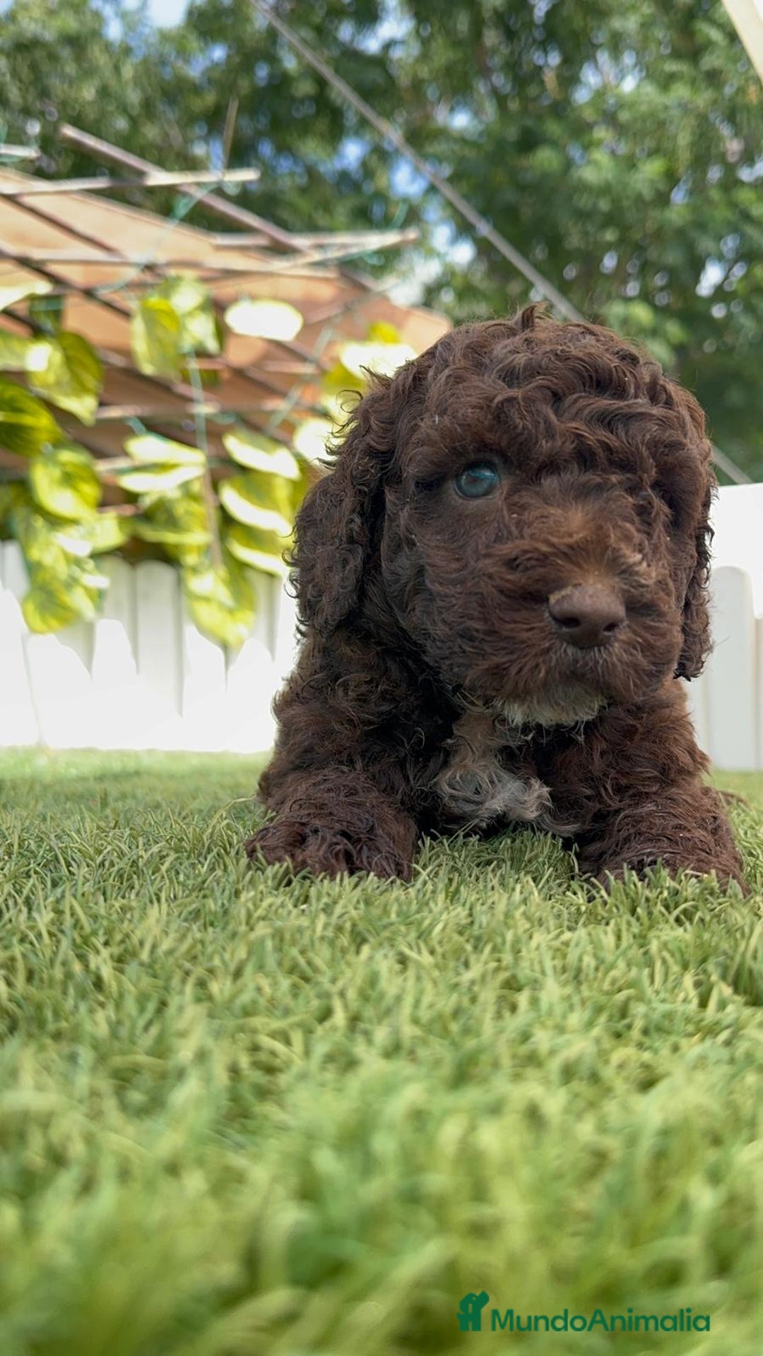 Perro de Agua Español perros en venta: PERRO DE AGUA ESPAÑOL - Imagen 10