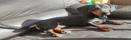 Teckel Miniatura perros en venta: Teckel macho negro fuego adulto – excelente línea - Anuncio 4