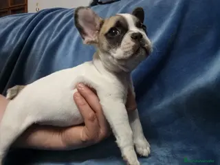 Bulldog Francés perros Bulldog francés - Anuncio 1