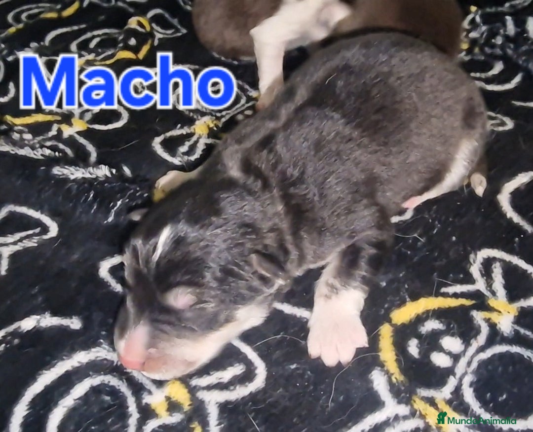 Border Collie perros en venta: Expectaculares cachorros de border collie  - Anuncio 2