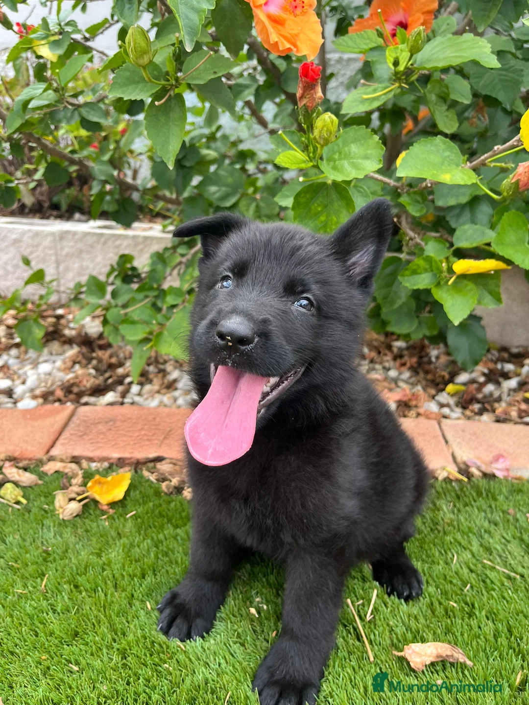 Pastor Alemán perros en venta: Cachorros de pastor alemán negro calzado - Anuncio 5
