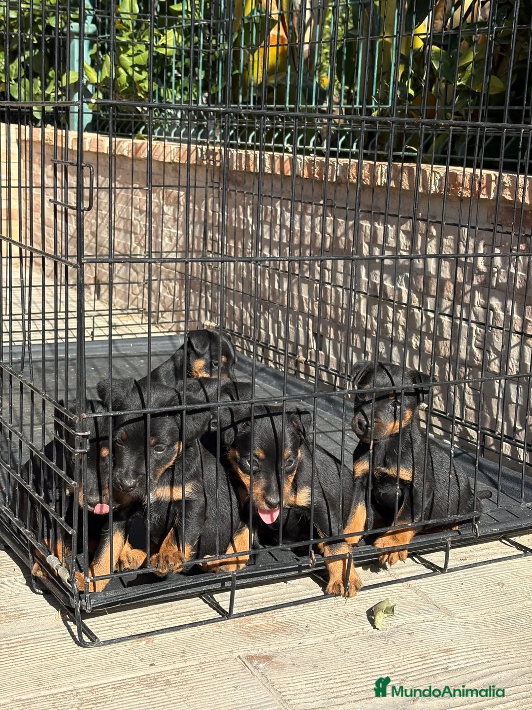 Terrier Alemán de Caza perros en venta: Disponibles cachorros Jagd terrier  - Anuncio 13