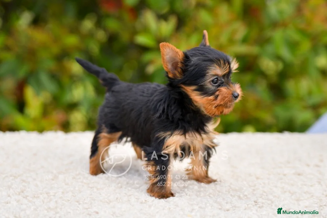 Yorkshire Terrier perros en venta: Yorkshire terrier próxima camada - Anuncio 4
