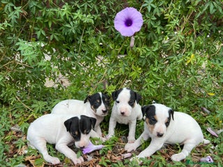 Ratonero Bodeguero Andaluz perros - Anuncio 1