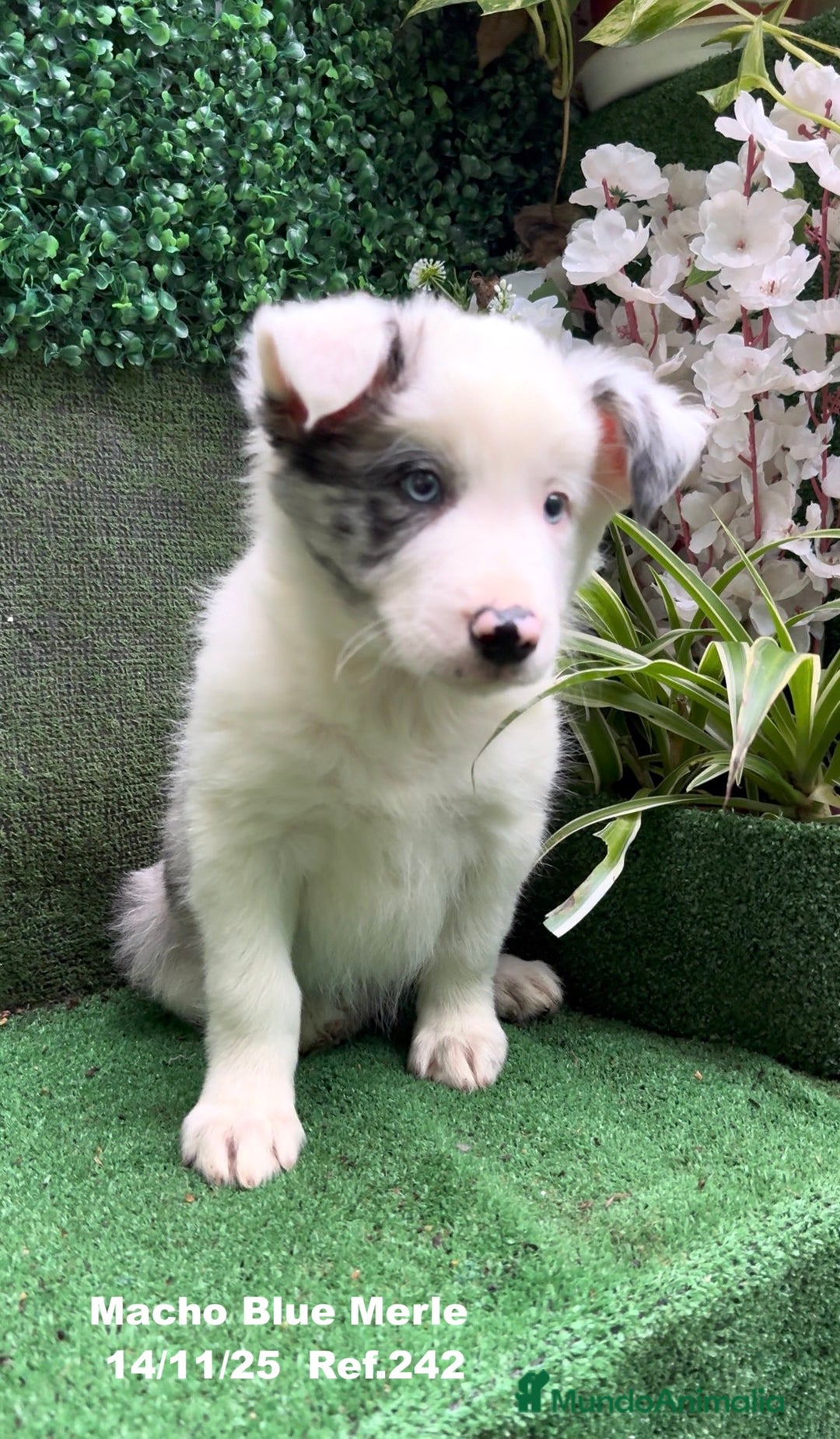 Border Collie perros en venta: Border Collie De Villa Biznaga - Anuncio 12