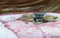Chihuahua perros en venta: CHIHUAHUA TOY  - Imagen 9