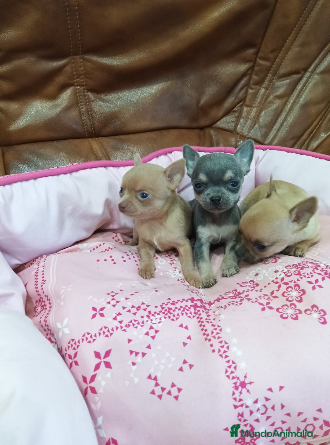 Chihuahua perros en venta: CHIHUAHUA TOY  - Imagen 9