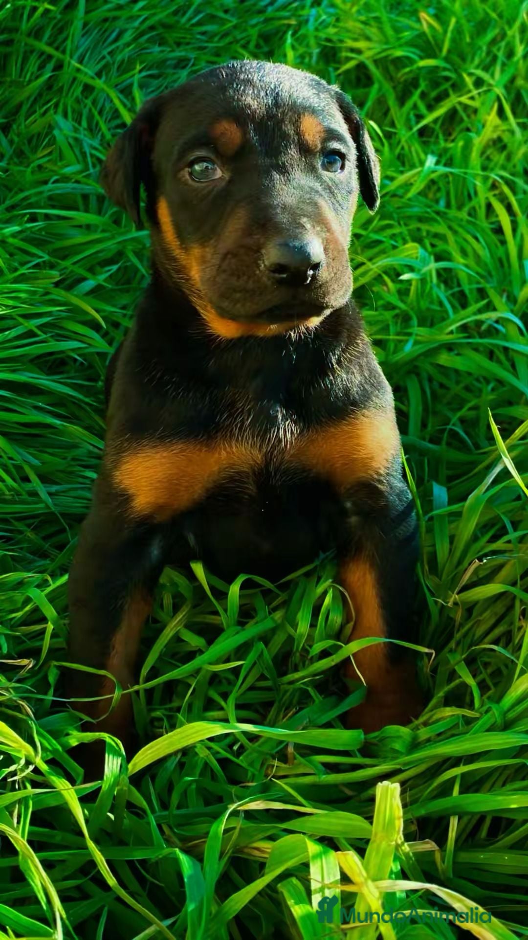 Dobermann perros Se venden doberman. - Anuncio 2