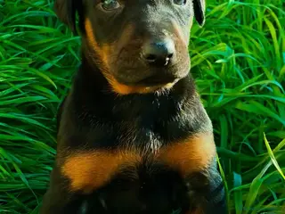 Dobermann perros Se venden doberman. - Anuncio 8