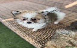 Pomerania perros en venta: Pomerania toy - Imagen 3
