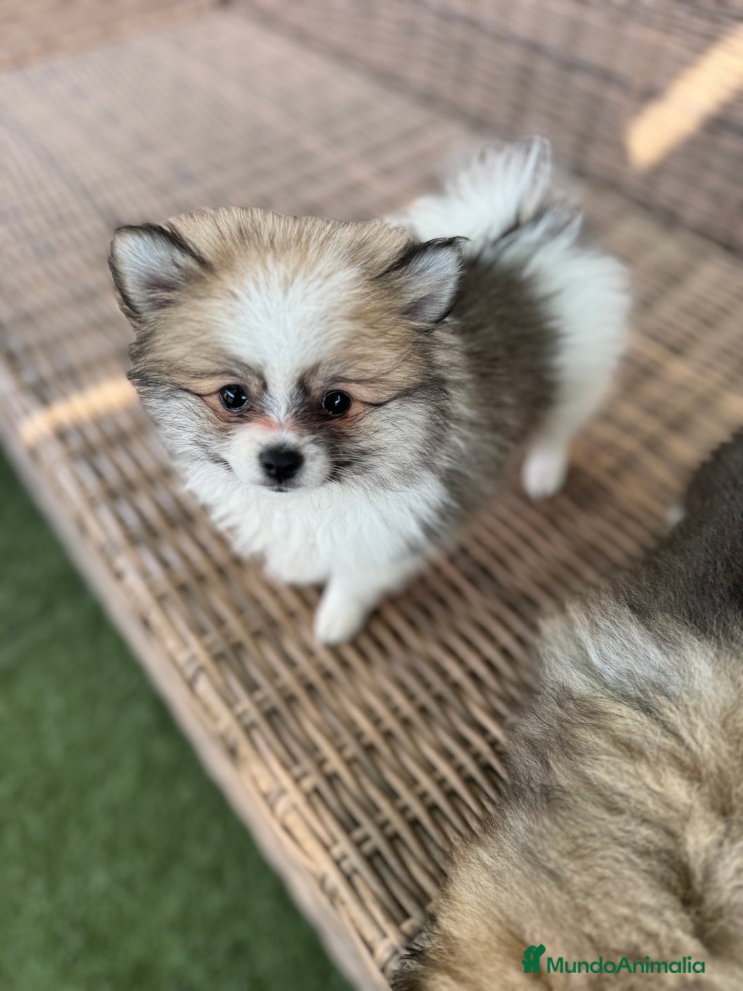 Pomerania perros en venta: Pomerania toy - Imagen 3