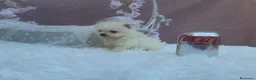 Pomerania perros en venta: PRECIOSO CACHORITO DE POMERANIA TOY   - Anuncio 18