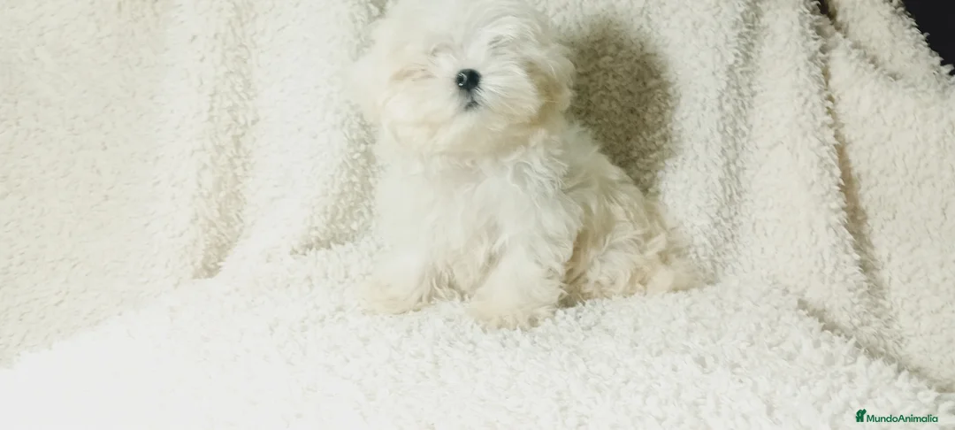 Bichón Maltés perros en venta: ‼️‼️PRECIOSA CAMADA DE BICHÓN MALTES COREANO TOY  - Anuncio 1