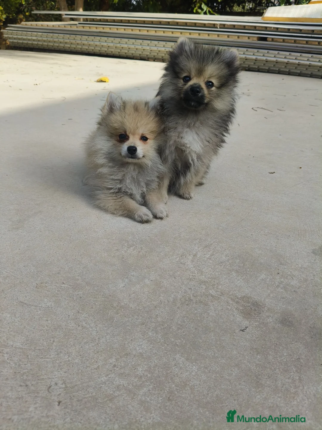 Pomerania perros en venta: Pomerania - Anuncio 2