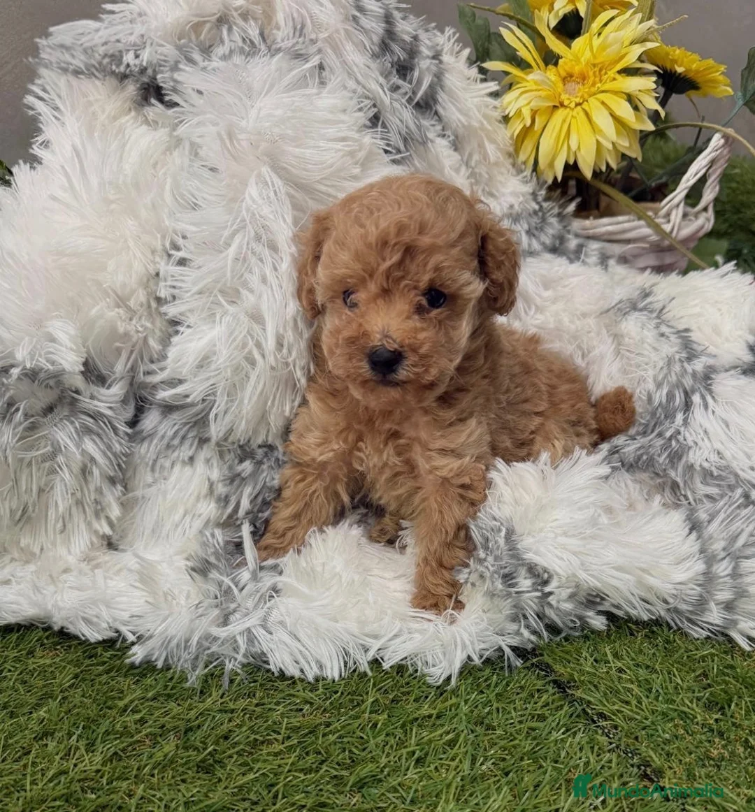 Caniche Toy perros en venta: Caniche Toy tacita de té muy pequeñita!! - Anuncio 6