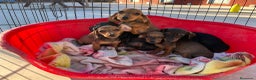 Teckel Miniatura perros en venta: Teckel kanichen cachorrito. en Valencia - Anuncio 4