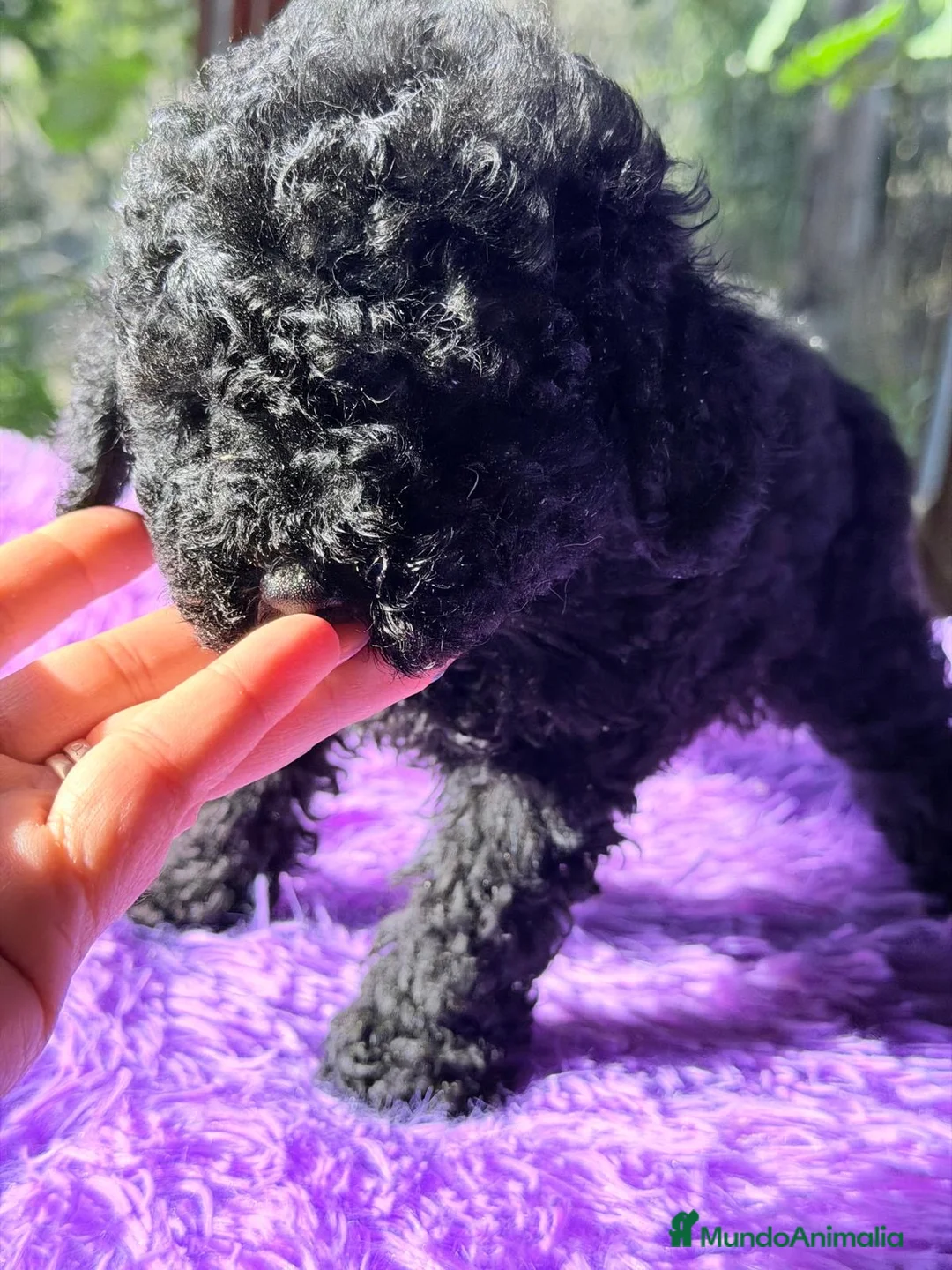 Caniche Toy perros en venta: CANICJE TOY NEGRA DISPONIBLE CALIDAD - Anuncio 5