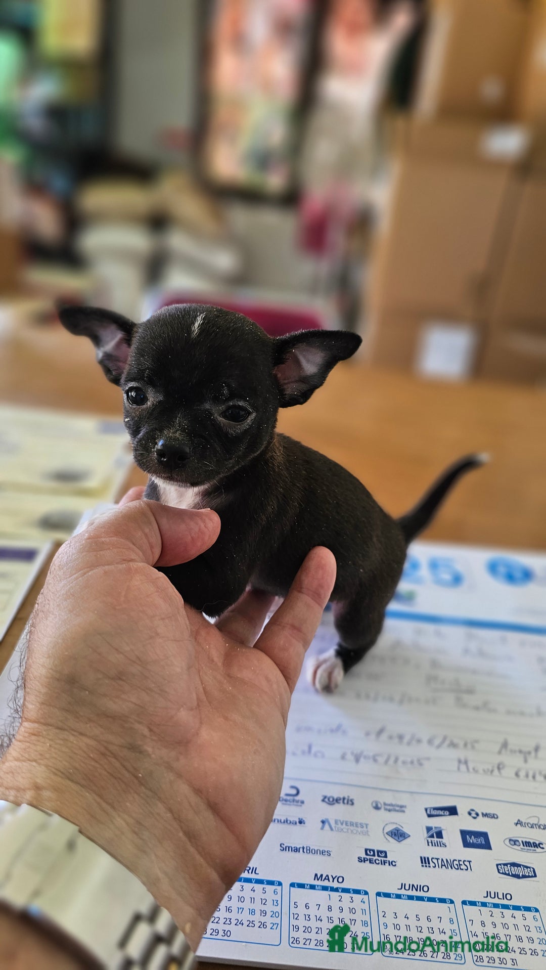Chihuahua perros en venta: Preciosa chihuahua  - Imagen 3