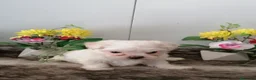 Bichón Maltés perros en venta: Preciosos bichon maltés toy - Anuncio 4