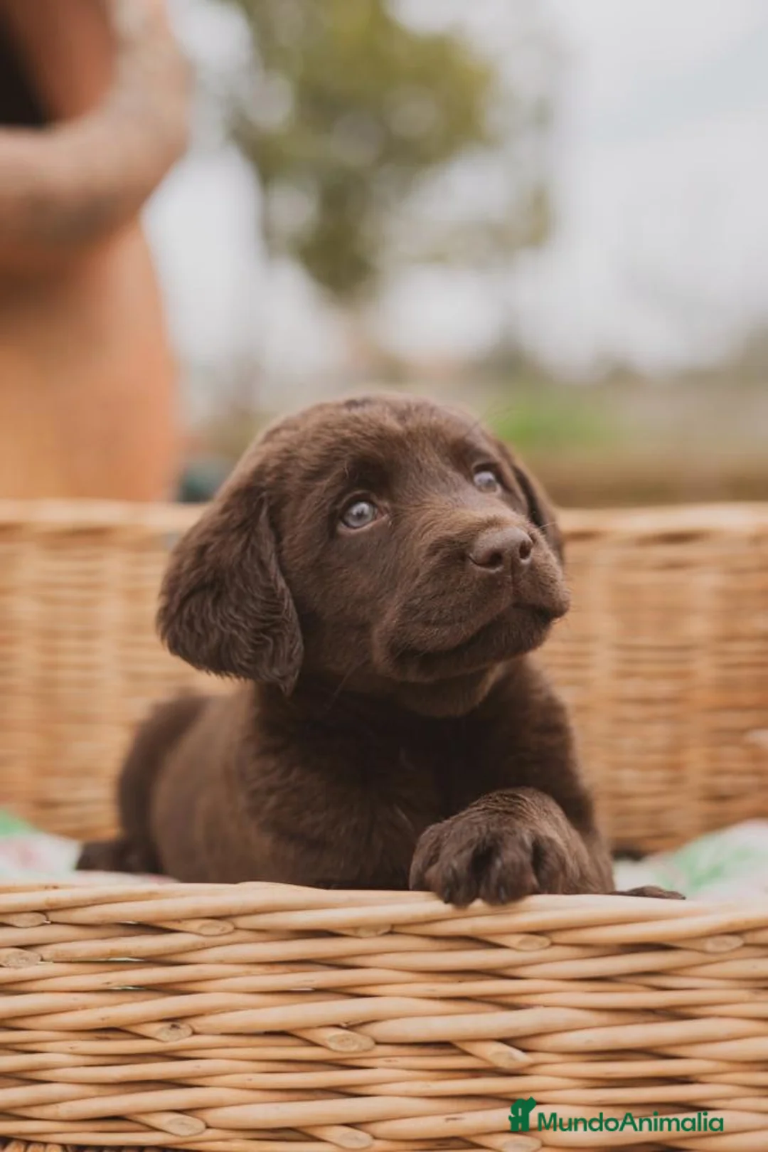 Labrador Retriever perros en venta: Cachorros de Labrador chocolate  - Anuncio 2