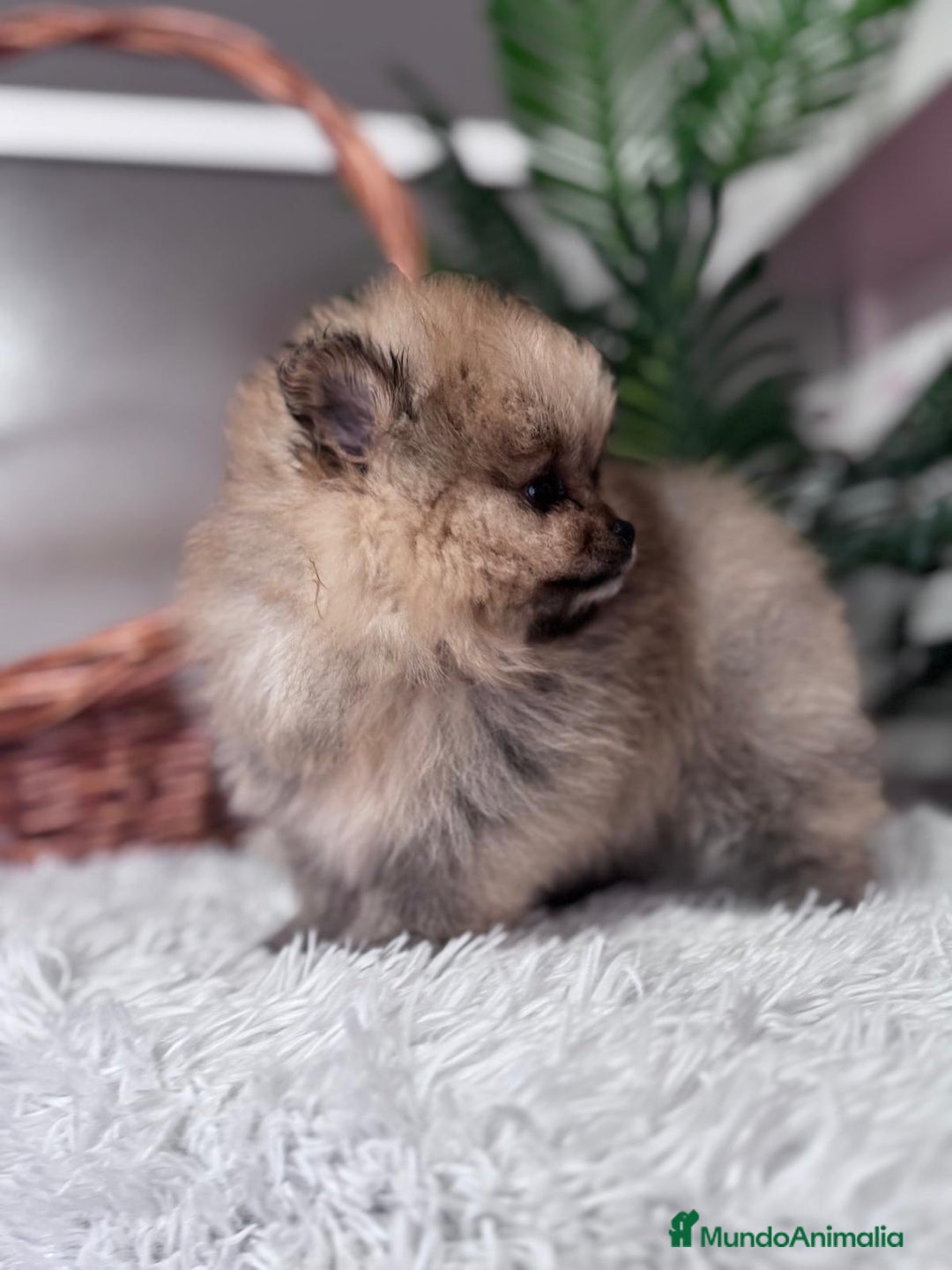 Pomerania perros en venta: POMERANIA CARITA DE OSITO - Anuncio 13