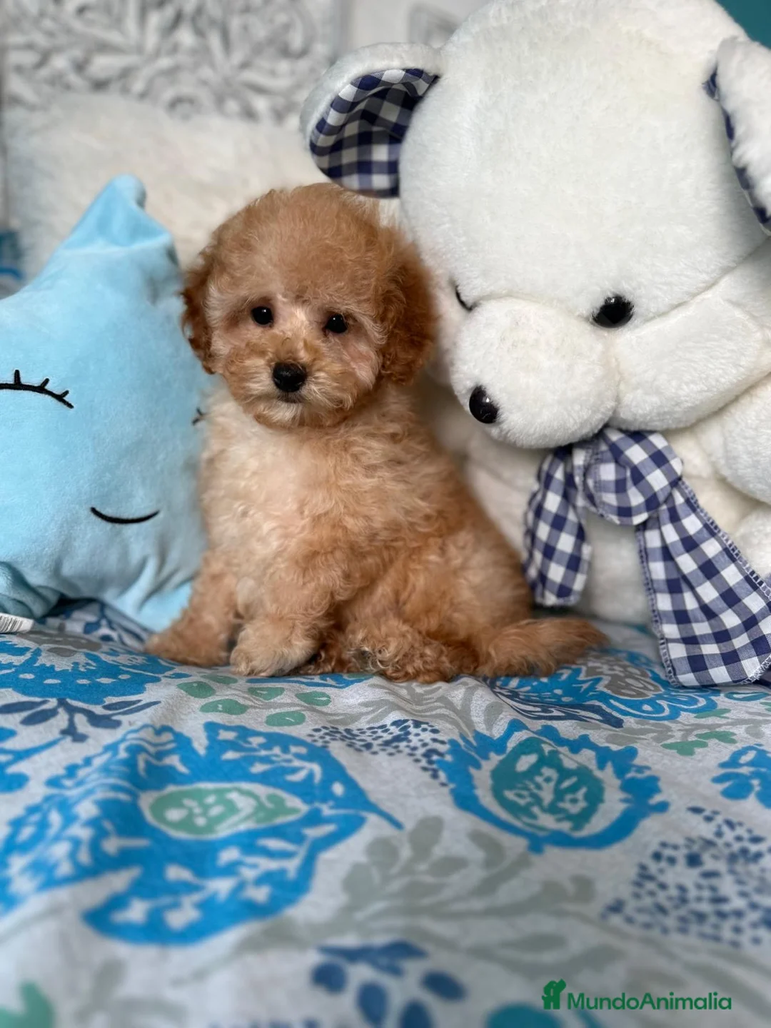 Caniche Toy perros en venta: Caniche Toy Apricot listos para entregar!! - Anuncio 2