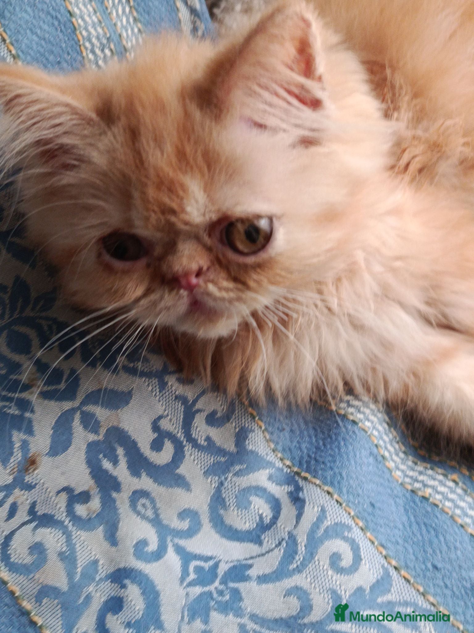 Persa gatos CACHORRO PERSA ROJO - Anuncio 1