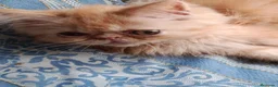 Persa gatos en venta: CACHORRO PERSA ROJO - Anuncio 1