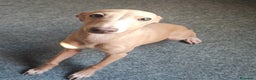 Pequeño Lebrel Italiano perros en venta: GALGO ITALIANO macho - Anuncio 2