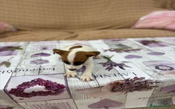 Jack Russell Terrier perros en venta: Jack Russell  - Imagen 16