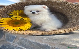 Pomerania perros en venta: Pomerania hembra blanca para entregar - Imagen 3
