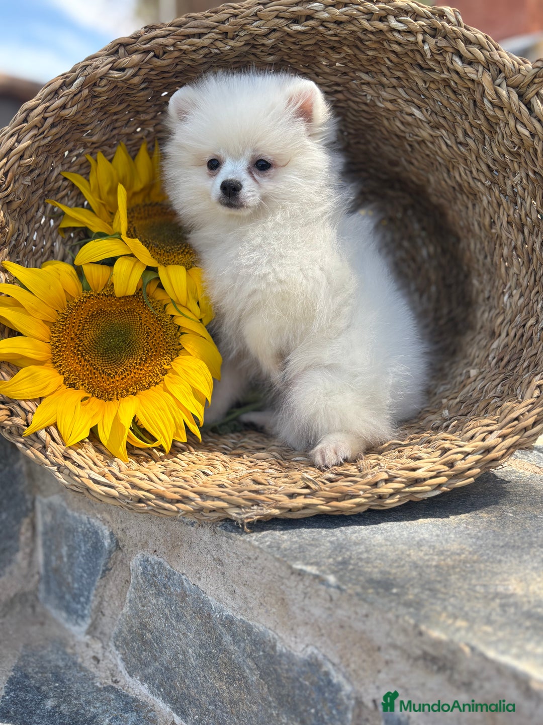 Pomerania perros en venta: Pomerania hembra blanca para entregar - Imagen 3