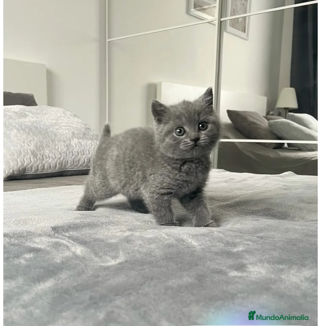 Británico de Pelo Corto Azul gatos en venta: Gato British 🩶 - Anuncio 2