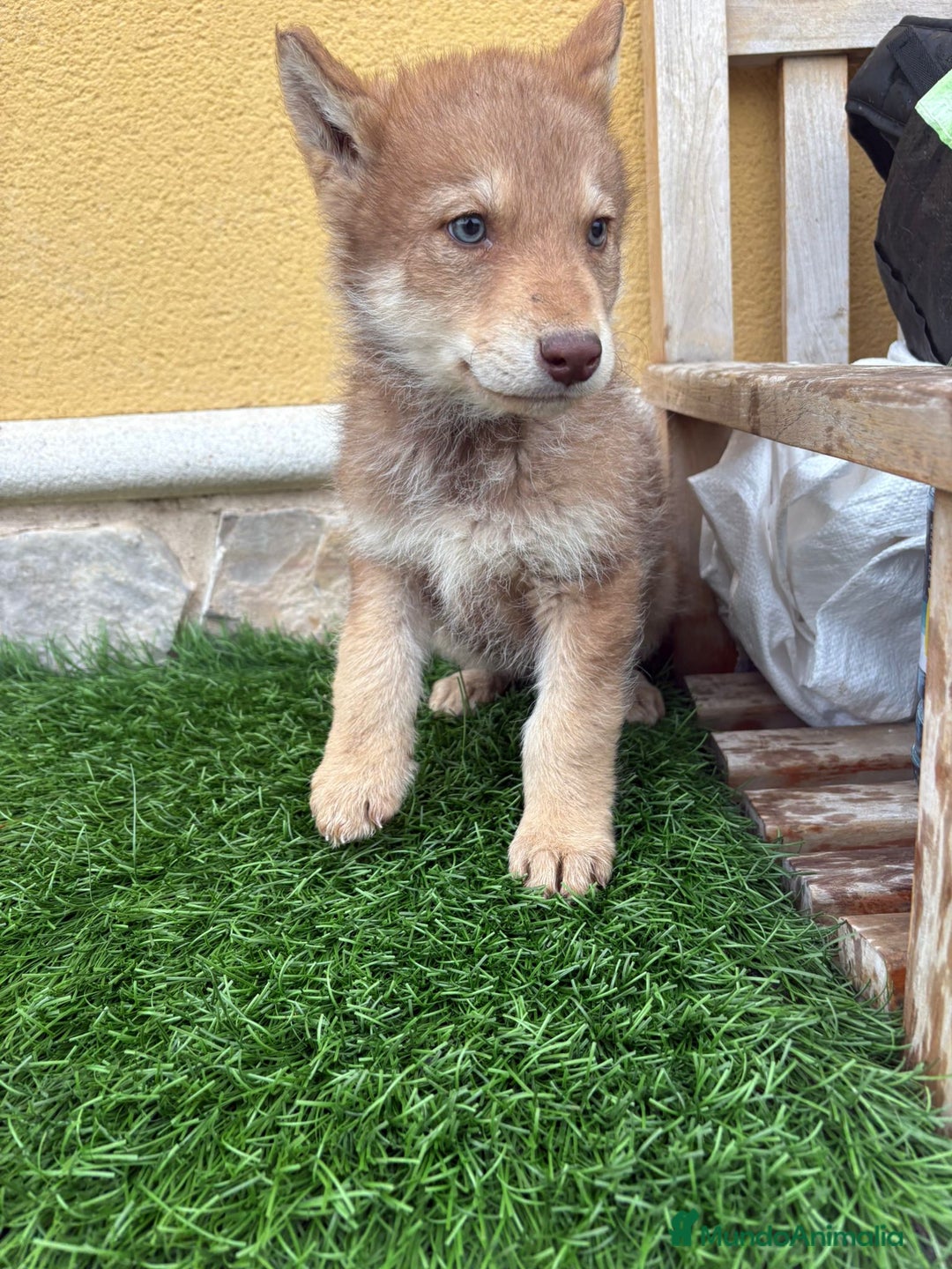 Perro Lobo de Saarloos perros en venta: Camada de Perro lobo Iberico impresionantes  - Anuncio 18