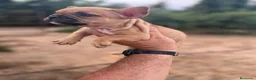 Bulldog Francés perros en venta: Bulldog frances  - Anuncio 6