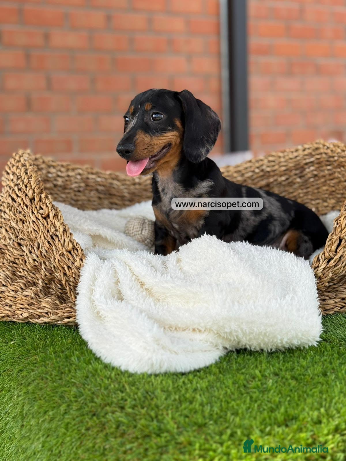 Teckel Miniatura perros en venta: TECKEL ARLEQUIN - Anuncio 2