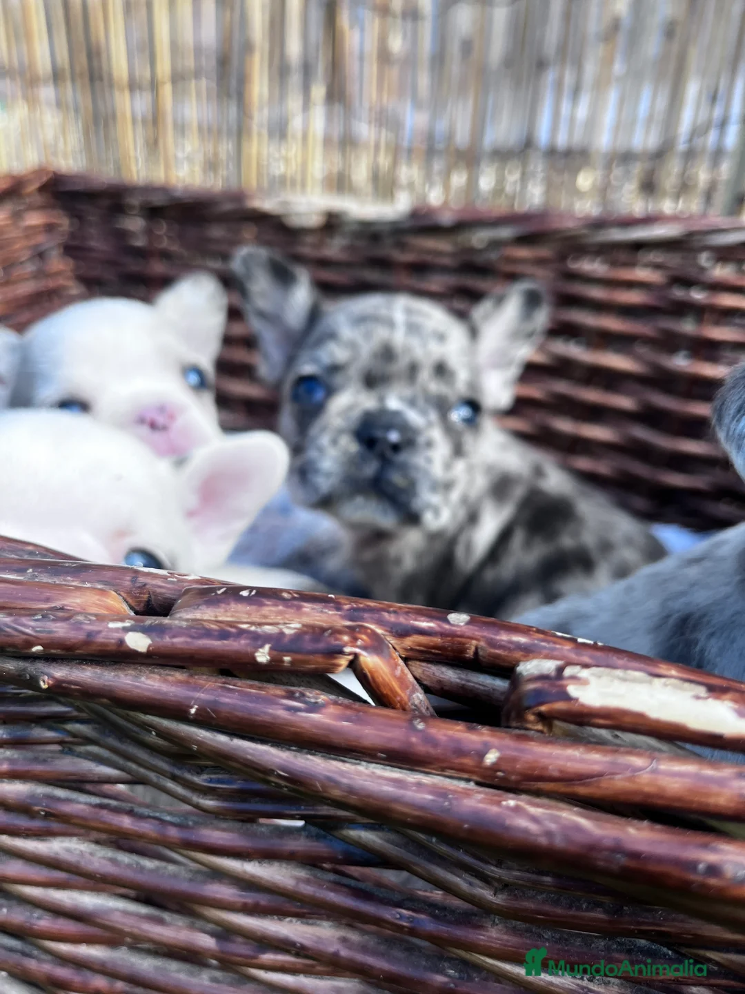 Bulldog Francés perros en venta: “No todos los bulldog francés MERLE son iguales - Anuncio 11