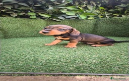 Teckel Miniatura perros en venta: teckel miniatura  - Imagen 6